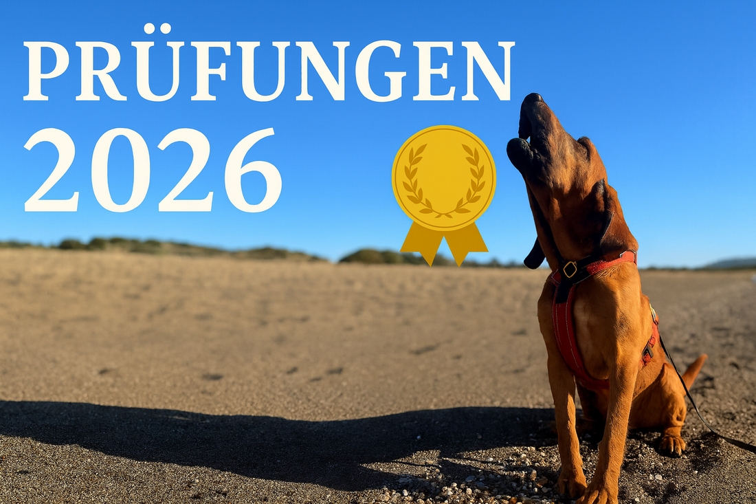 Prüfungen März 2026