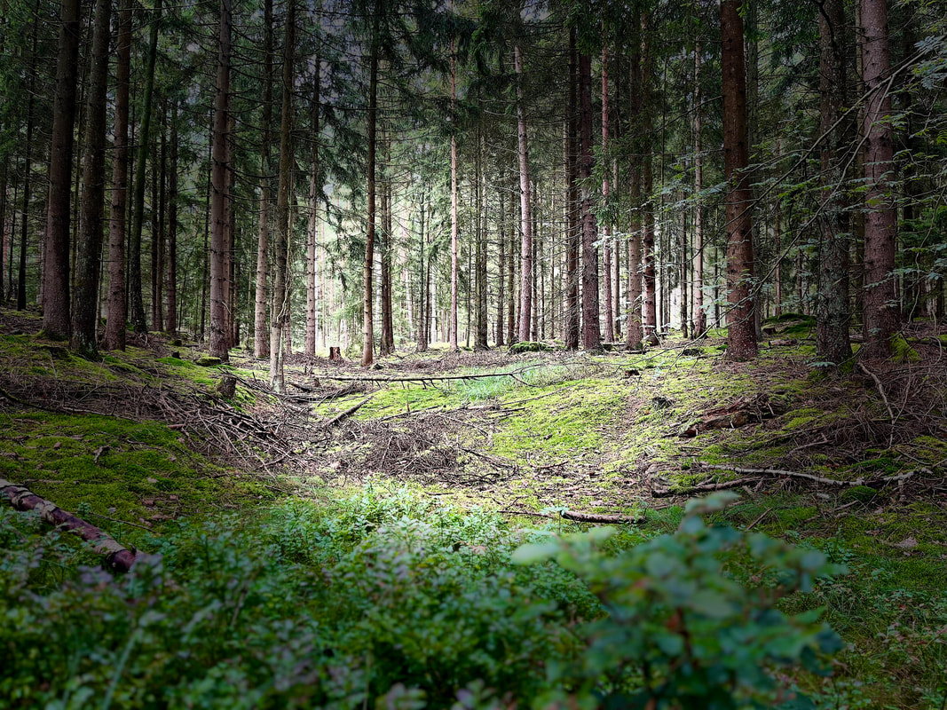 Trail-Abenteuer im Wald